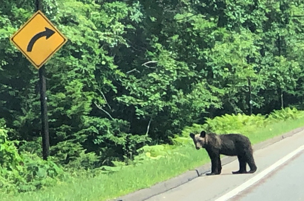 道路に出てきたヒグマ