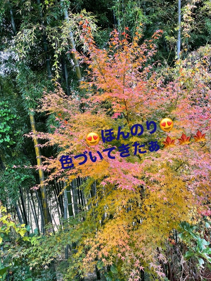 ほんのり紅葉🍁