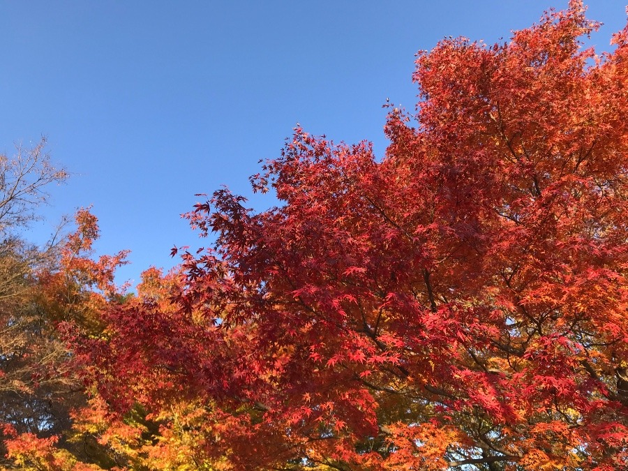 久しぶりの青空に🍁