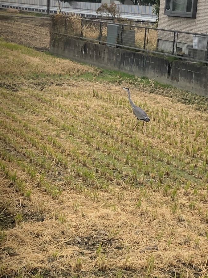 登校中で！