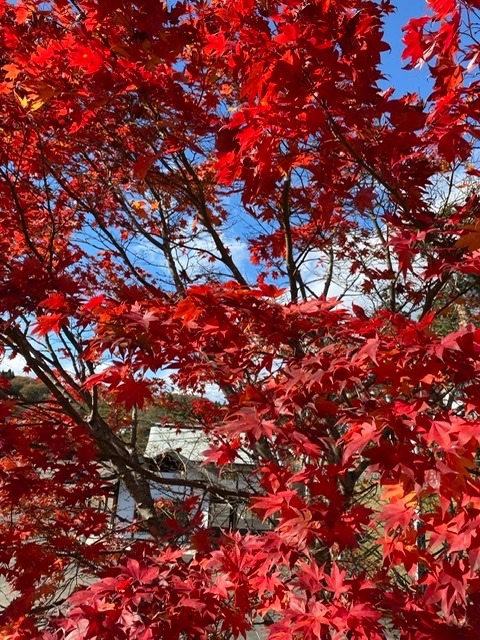 日本の秋🍷