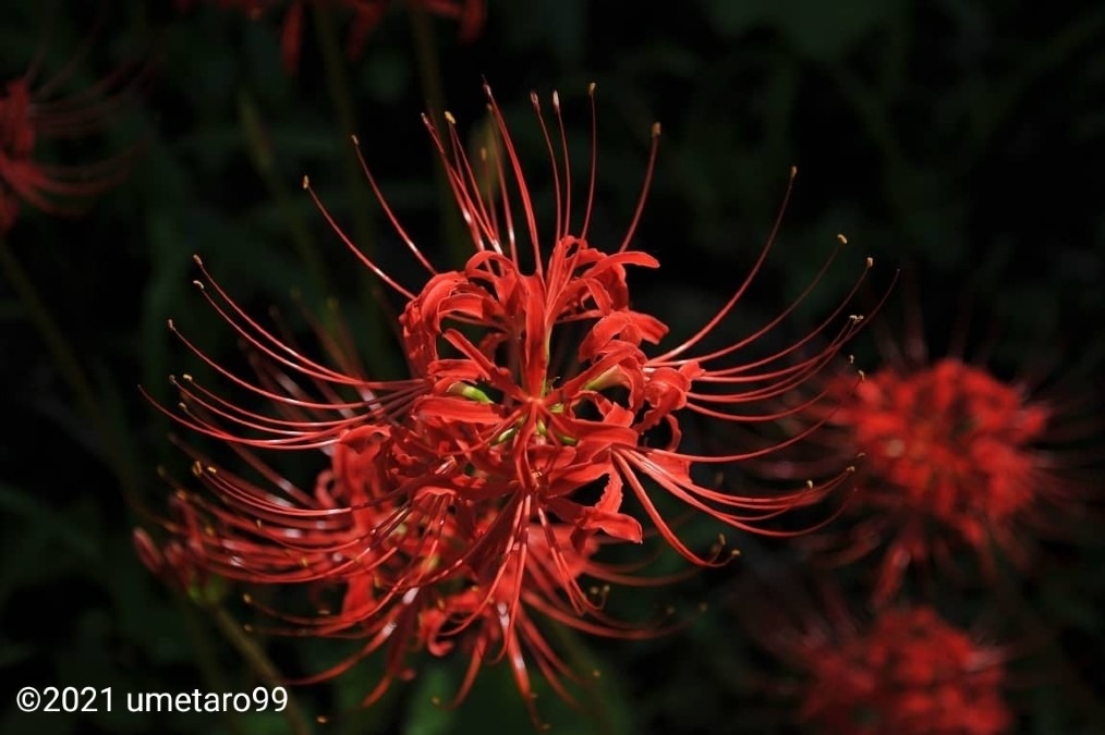 曼珠沙華