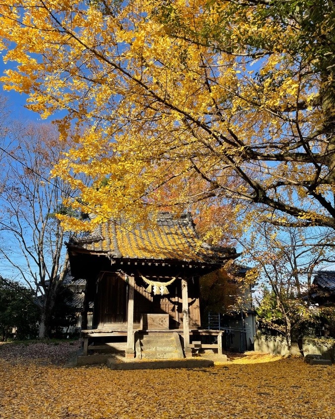 黄金の絨毯