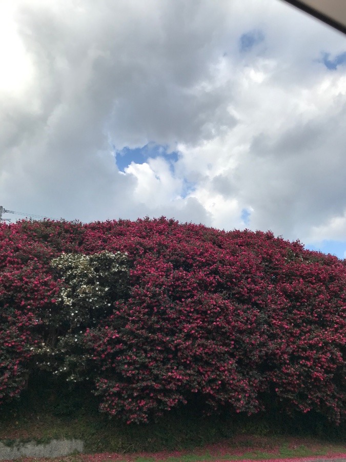 サザンカの花と空の美しさ✨✨✨