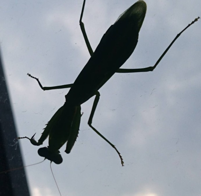 食物連鎖の頂点