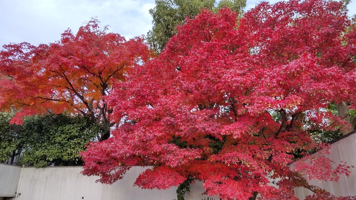 🍁もみじ🍁