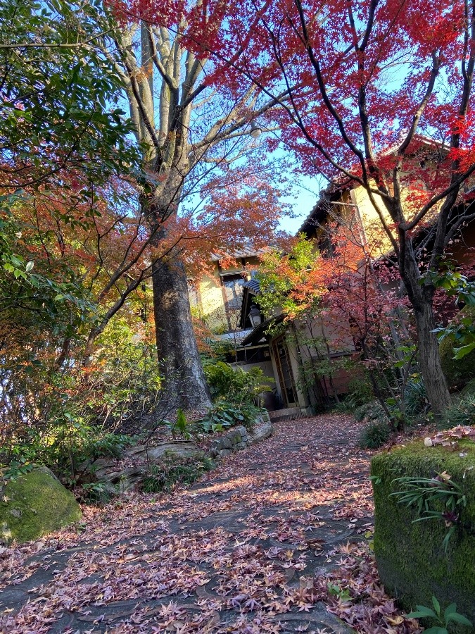 あともう少し、散りもみじ🍁