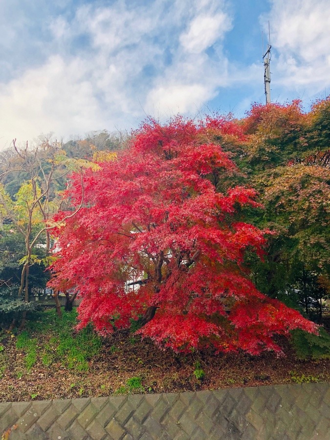 冬の紅葉