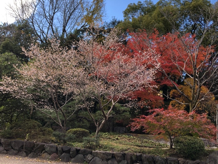 熱田神宮内の寒桜と紅葉