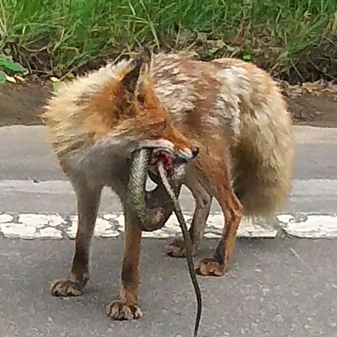 蛇をくわえたキタキツネ