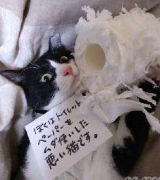 反省は猫には出来ない！！！