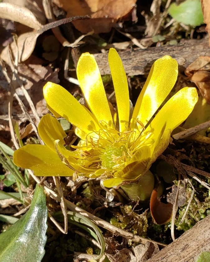 春までもうちょっと💠