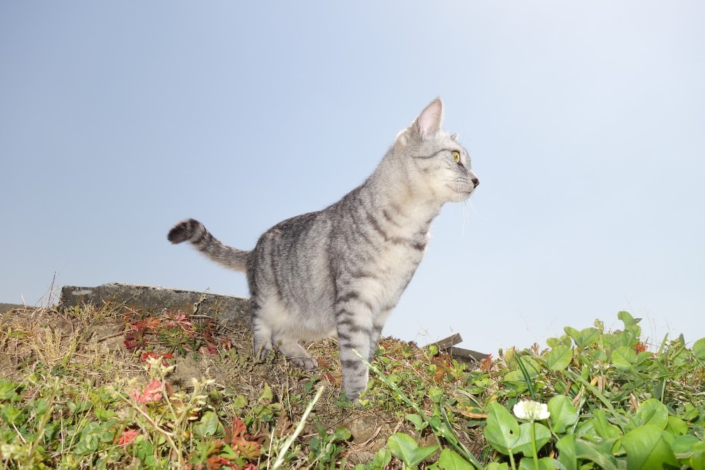 鍵しっぽは幸運のしるし