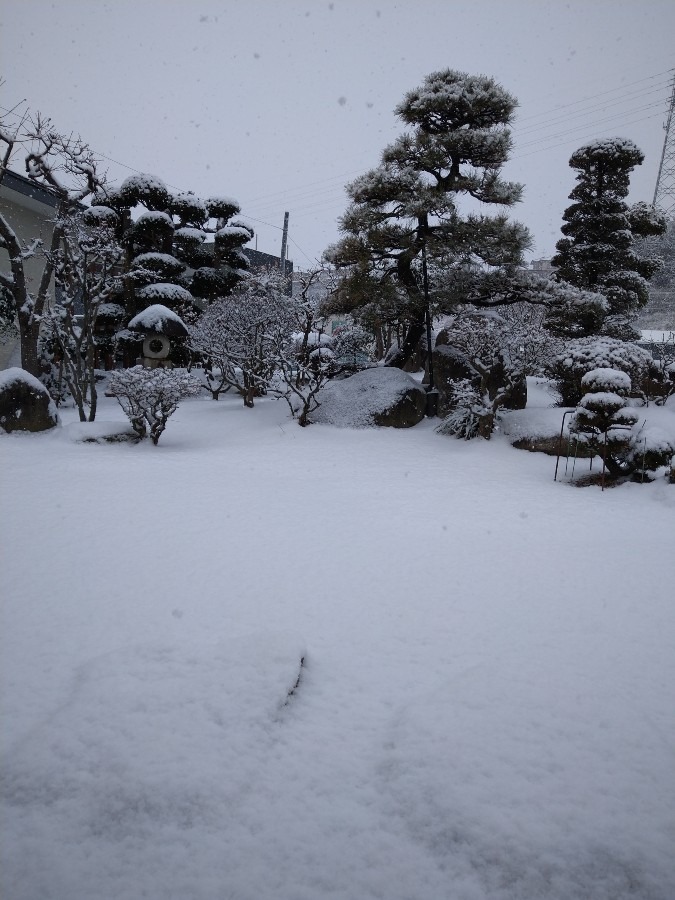 今朝は雪