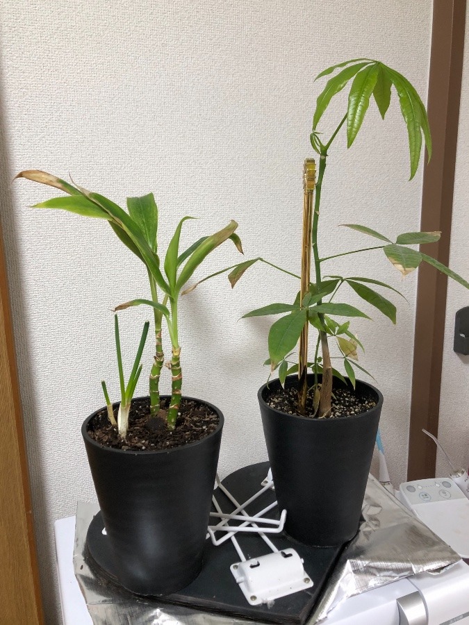 ネギと植物