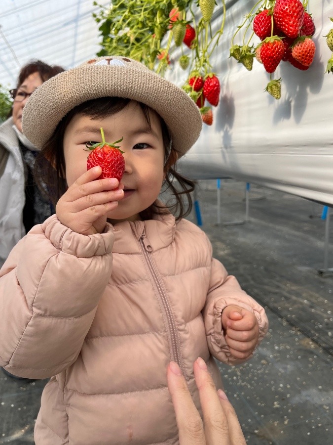 🍓狩り