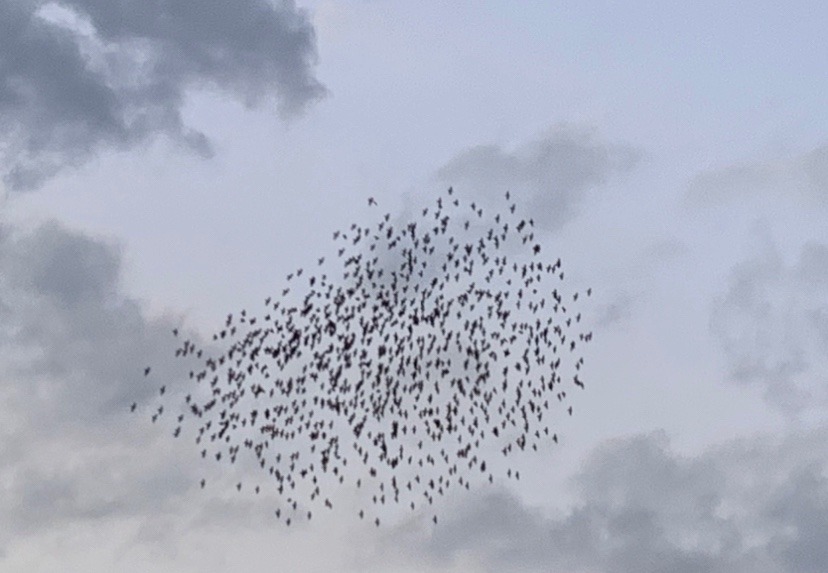 空を見ると鳥の群れが🦅🕊😆✨