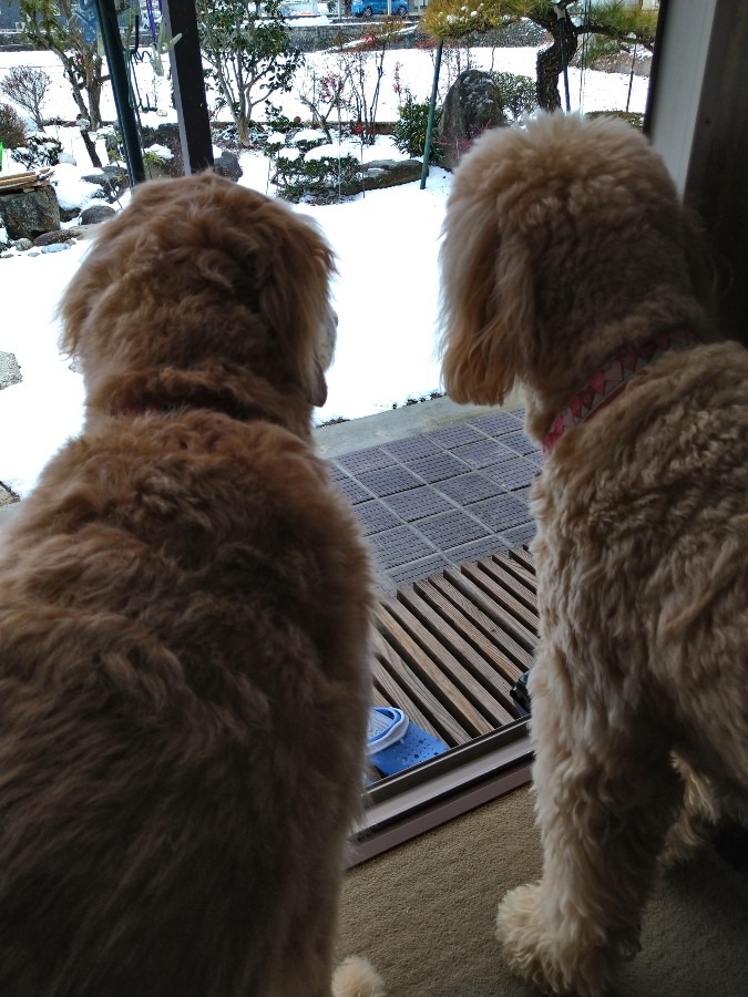 雪だねぇ