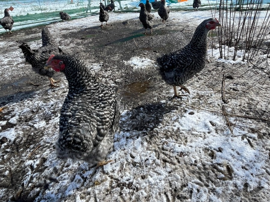 ホシノブラックは雪⛄でも元気だぜ