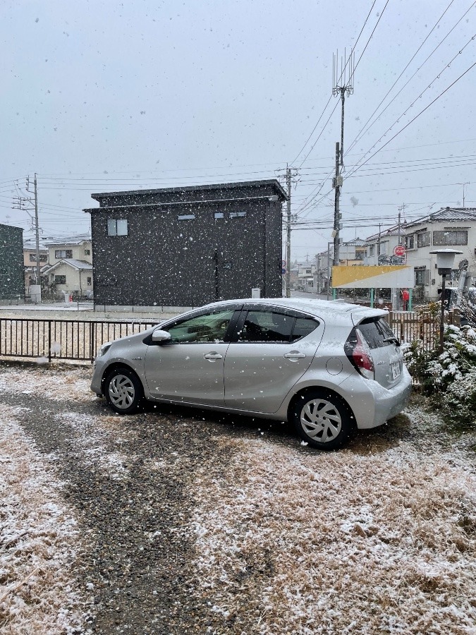 またまた雪だ〜⛄️