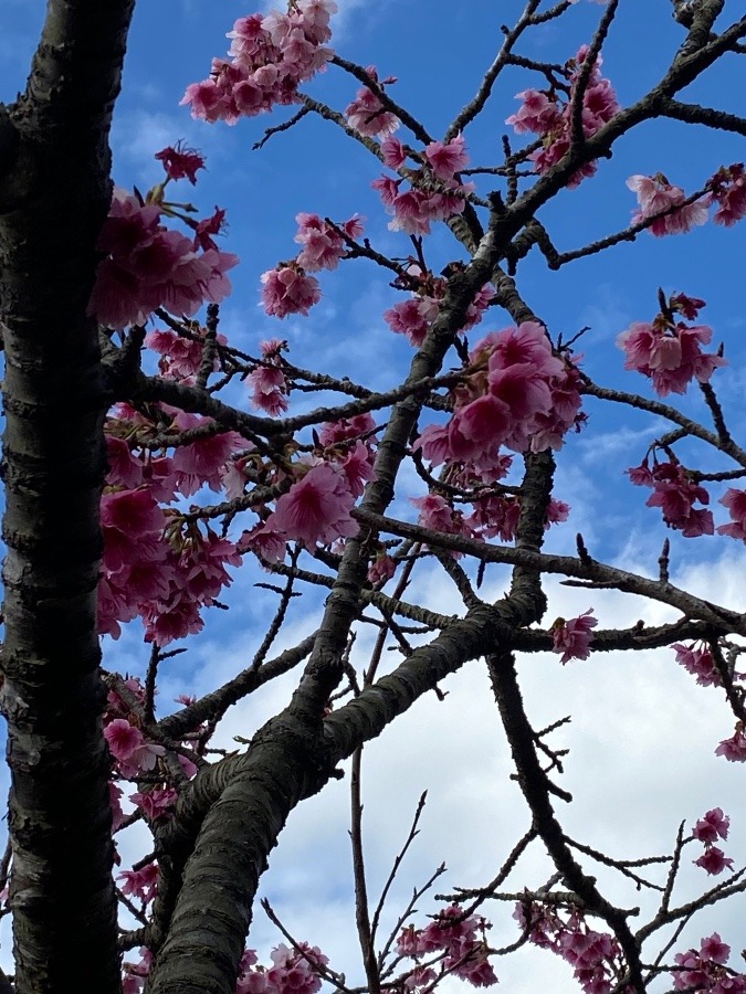 桜満開(^^)