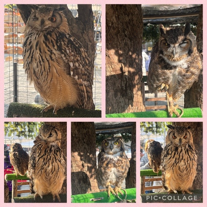 福を招く⁉️フクロウ🦉マモ💓