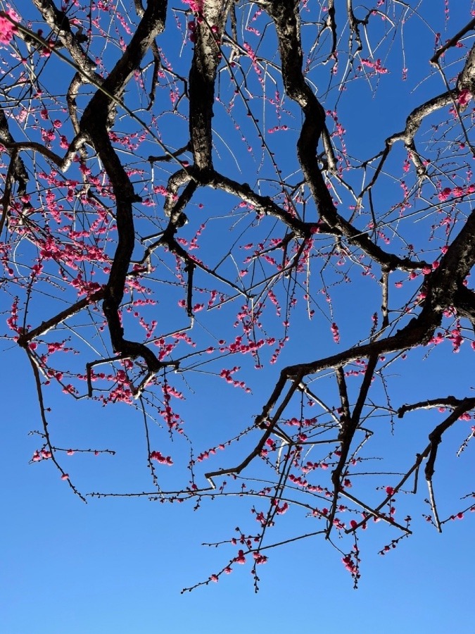 ✨梅の花✨