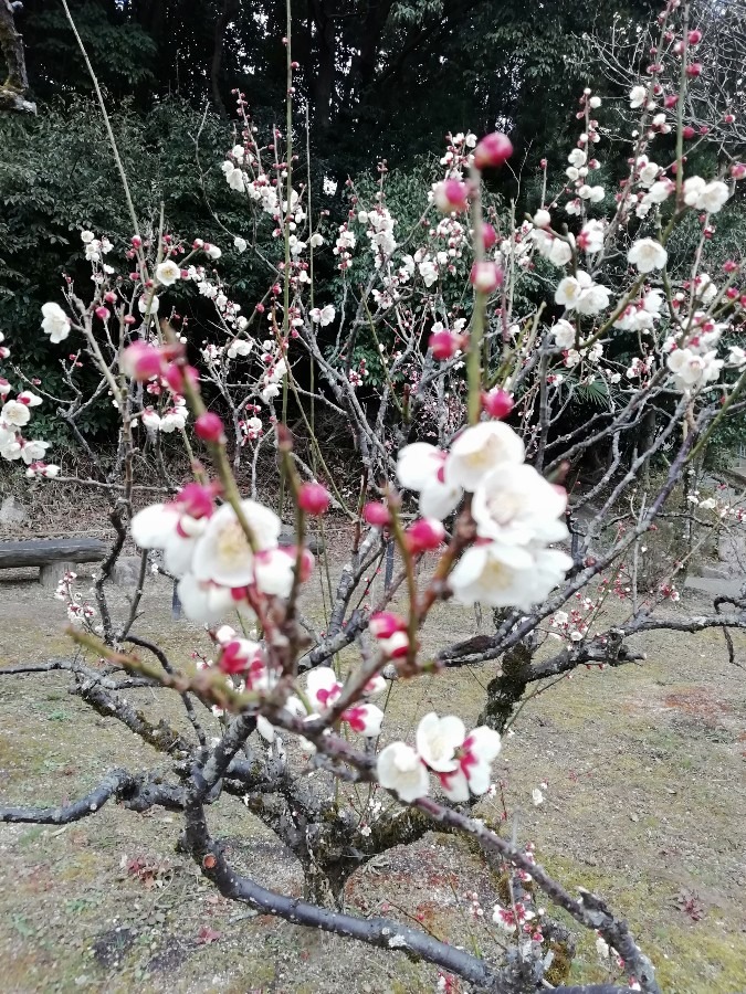 意賀美(おかみ)神社の梅