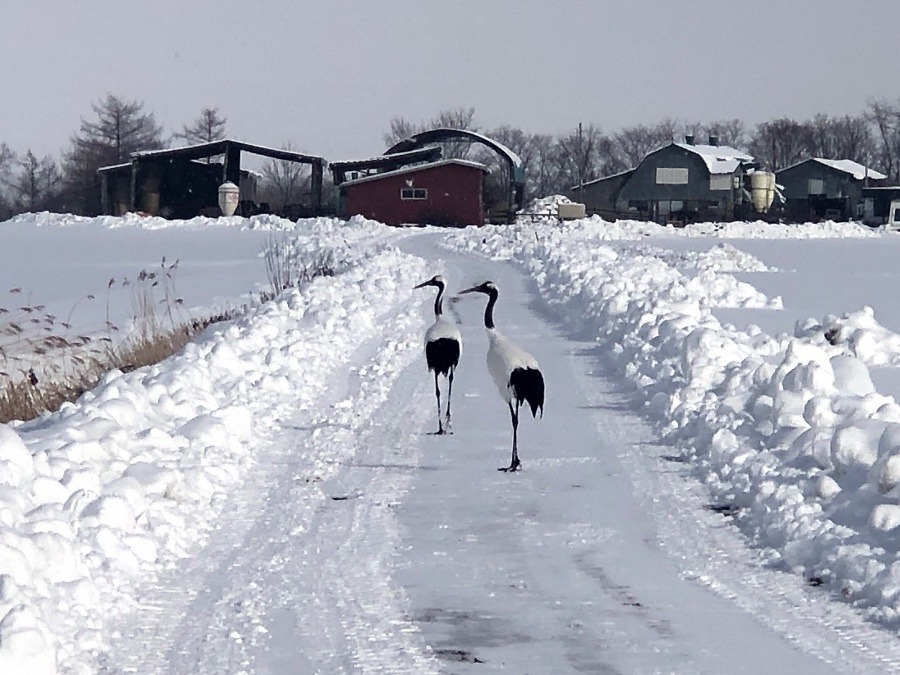 雪道を散歩するタンチョウの夫婦