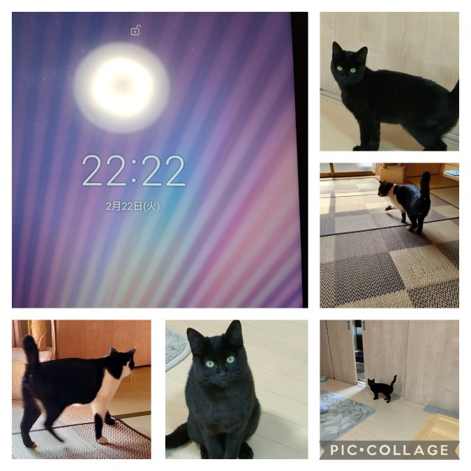 😺ニャンコと2/22 &22:22😸