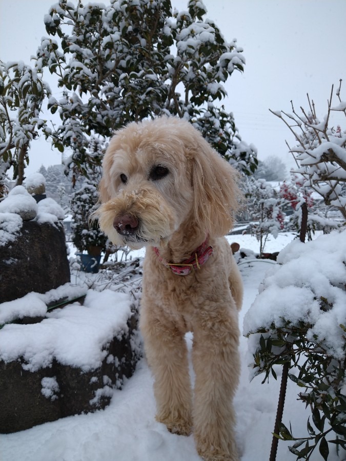 今朝も雪