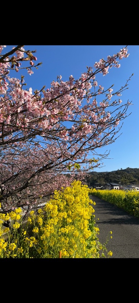 お散歩日和🌸