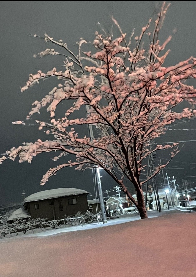 枯れ木に雪の花❄️