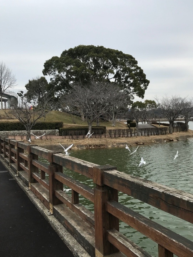 ✨駕与丁公園　渡り鳥✨