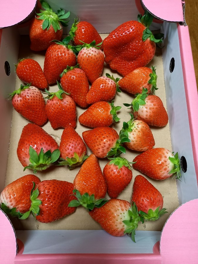 規格外のイチゴ🍓頂きました