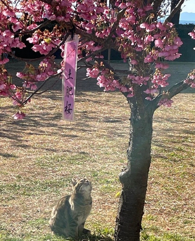 桜が綺麗だニャ〜🌸🌸