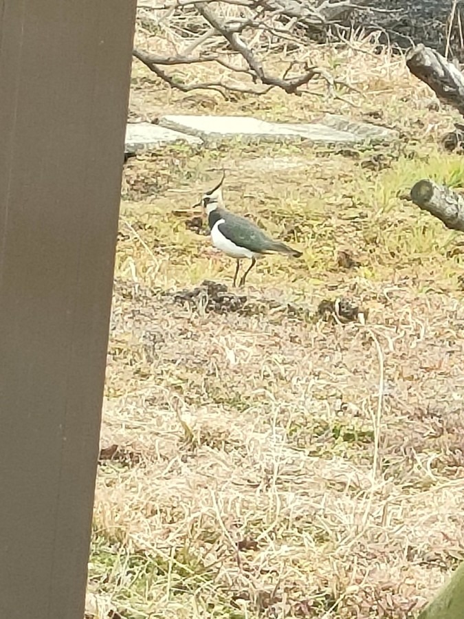 ☘️冬の渡り鳥発見☘️