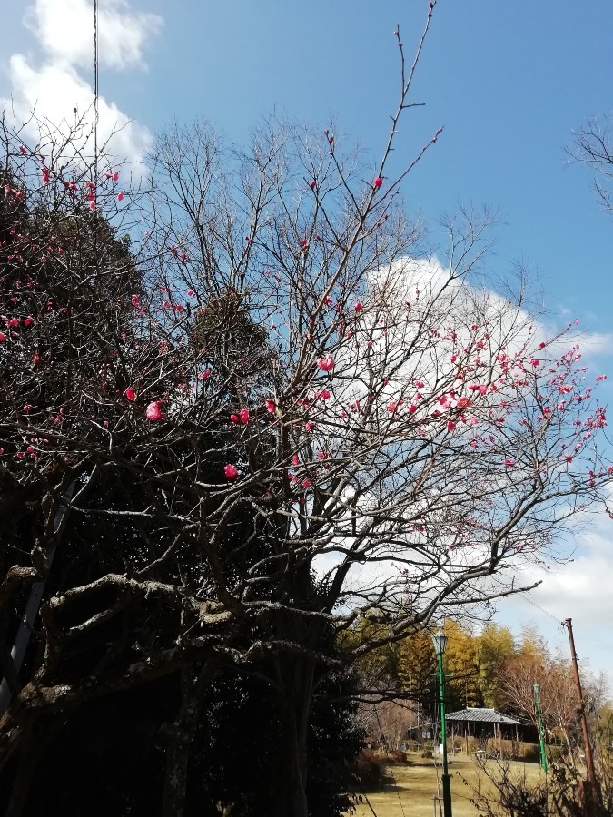 意賀美(おかみ)神社の梅