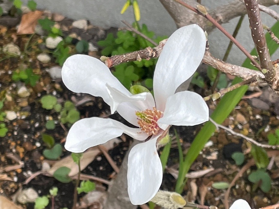 可愛い花見つけた🤗🤗