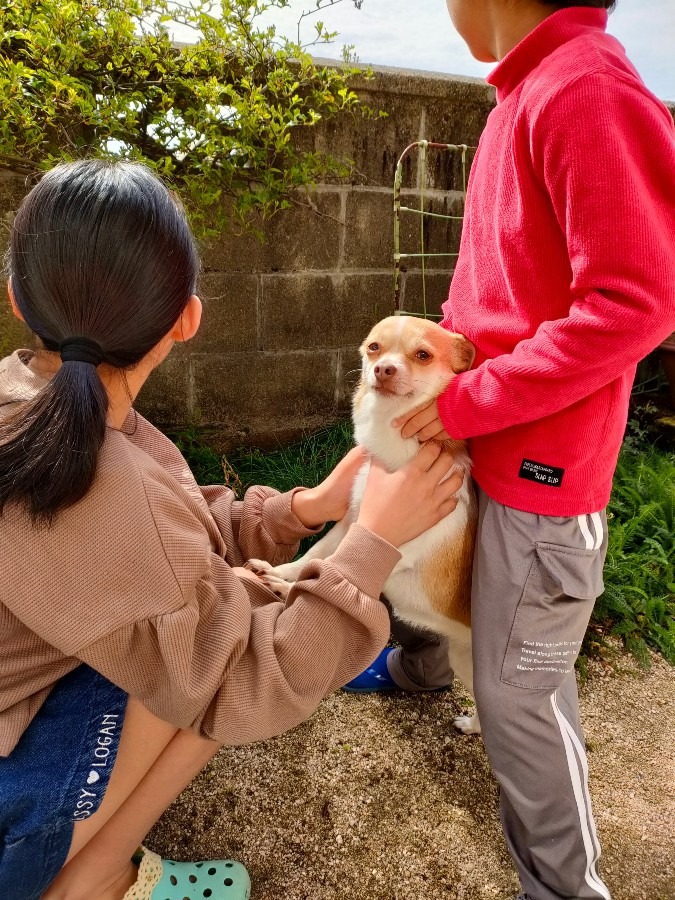 虫博士ハッピィに乗っかる🐶