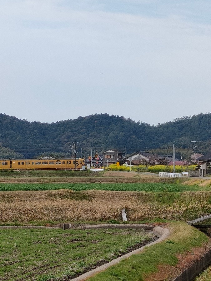 菜の花、黄色い電車、麦田、桜、空🌟