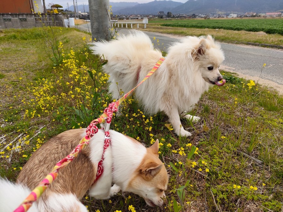 ふくは消火活動中🐕