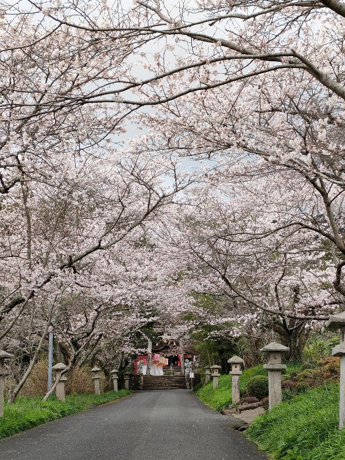 産神様参拝🌸