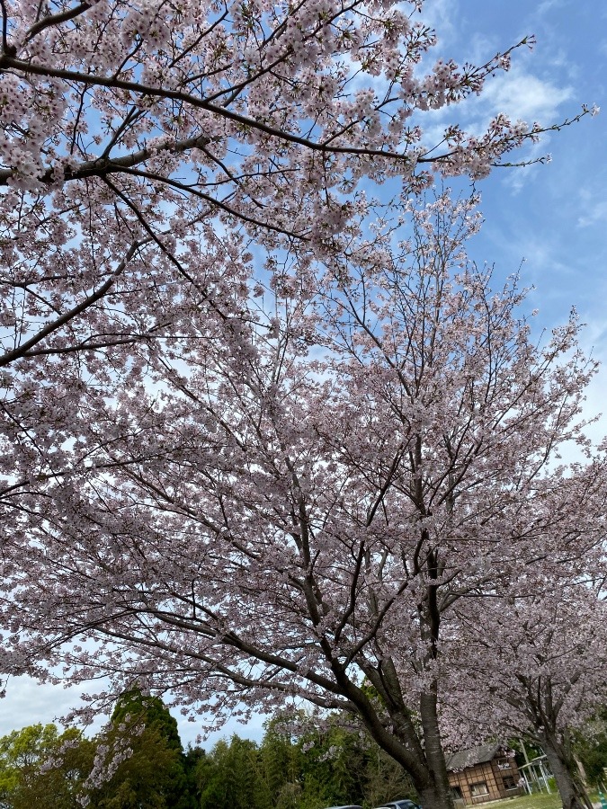 満開の桜