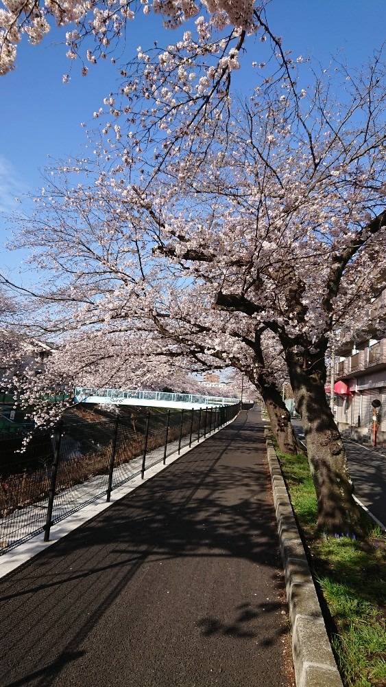 今朝の桜