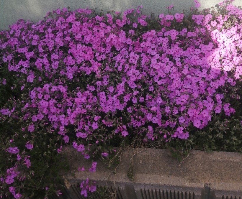 帰り際の道　芝桜　