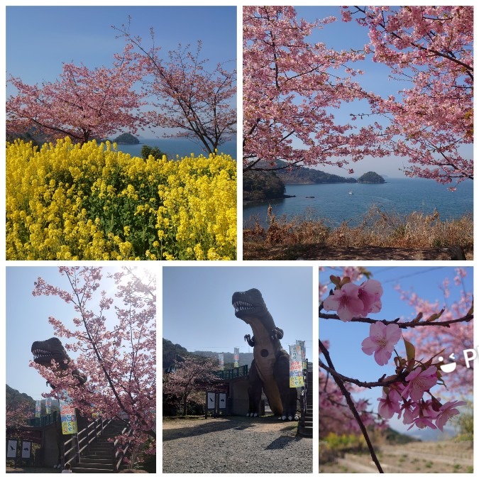 河津桜と菜の花