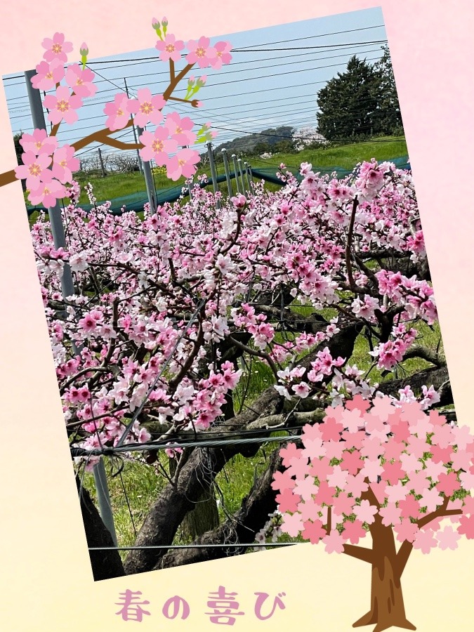 桃の花も満開🌸