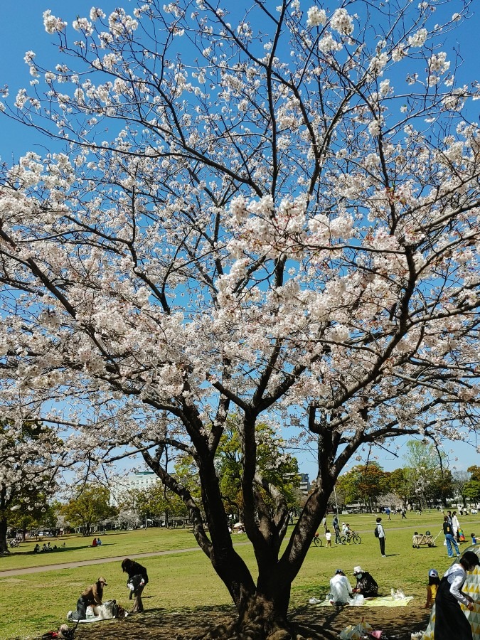 そろそろ 🌸満開🌸 😊