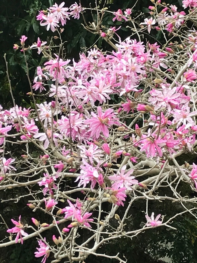 ✨綺麗な花に出会えた〜✨